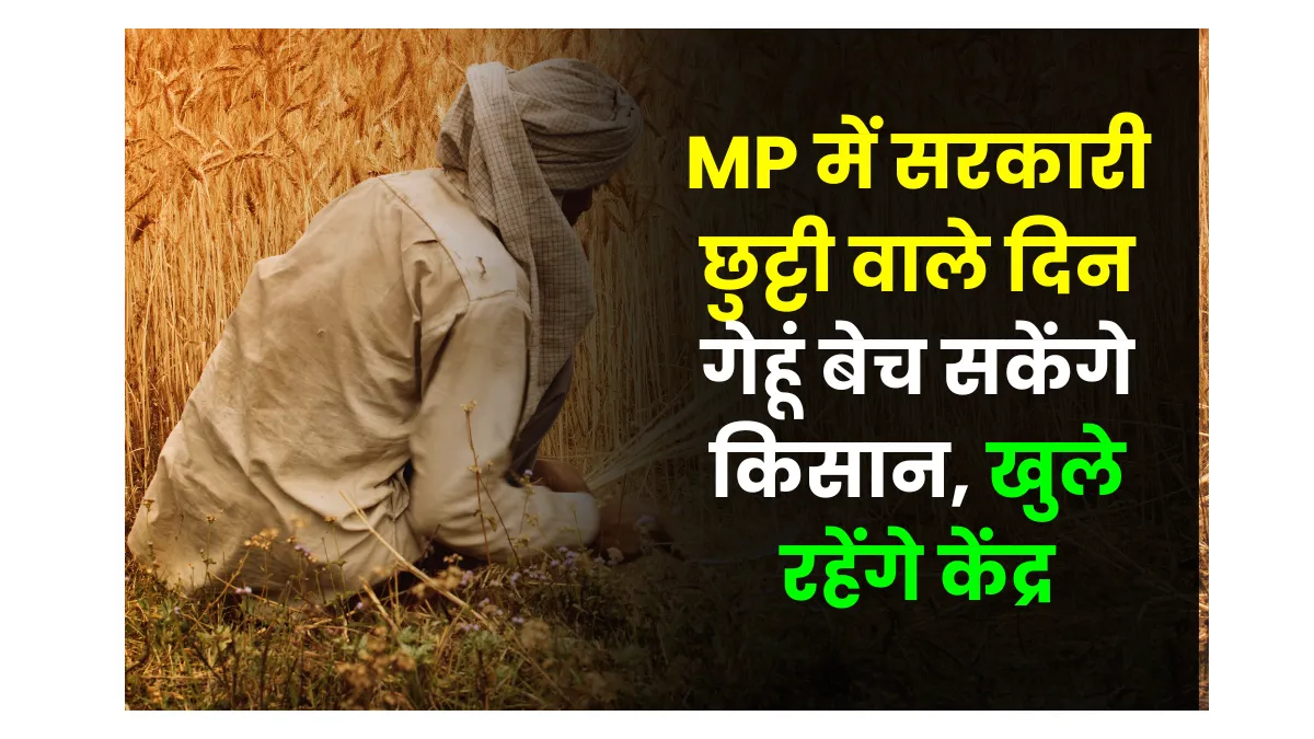 MP Kisan Wheat